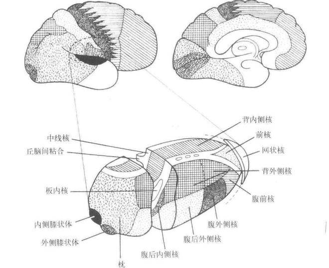 山东名中医药专家孙国栋博士到曲阜市第二人民医院坐诊